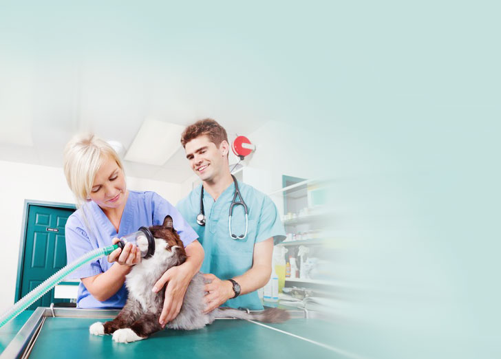 home_vet_offer_bg1