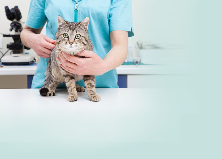 home_vet_offer_bg3